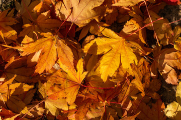 Maple leaves in golden autumn fall colour during the seasonal fall in November, stock photo image