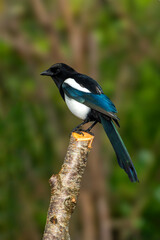 Eurasian magpie (Pica pica) bird perched on a tree stump and which is often found in British gardens, stock photo image
