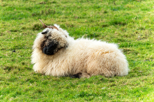 Valais Blacknose Sheep in a lush green meadow on an agricultural farm field, stock photo image