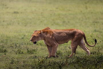 Wild majestic lioness, simba, in the savannah in the Serengeti National Park, Tanzania, Africa

