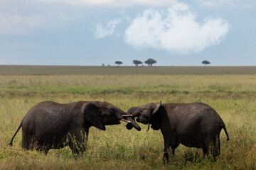 Wild big grey african elephants in the savannah in the Serengeti National Park, Tanzania, Africa
