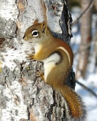 Fototapeta premium Vibrant close-up of a lively squirrel clinging to a tree bark in a snowy forest. Ideal for nature-themed designs.