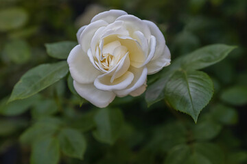 Pfingstrose - Blume - creme - weiß