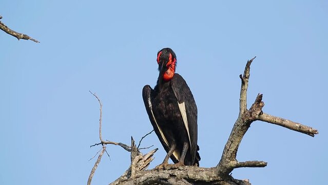 Southern Ground Hornbill grooming isolated in blue background in Kruger National park, South Africa ; Specie Bucorvus leadbeateri family of Bucerotidae