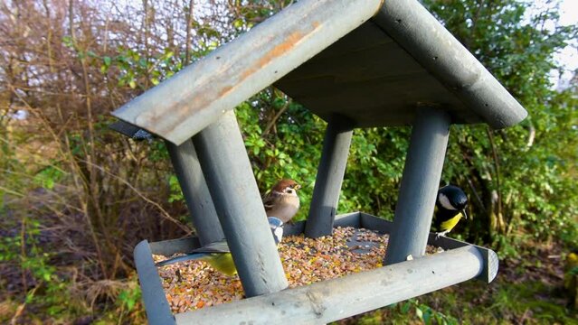 Tits having a snack on a garden bird feeder. Beautiful small garden bird feeding in winter time in bird feeder