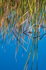 reflection of reed