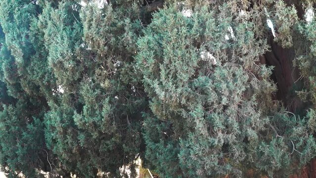 Zoroastrian cypress Sarv (4500 years old) in the province of Yazd. Iran. The cypress has grown to a width of twenty meters and has many merged trunks. The second oldest tree in the world