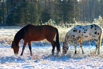horse in the snow