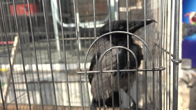 A gray crow in a cage. From captivity and improper care, the bird's beak was unnaturally distorted, beaked