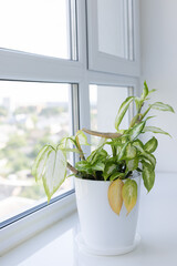 Dieffenbachia houseplant with yellow damage leaves near window. Flower pot with a plant on the windowsill.