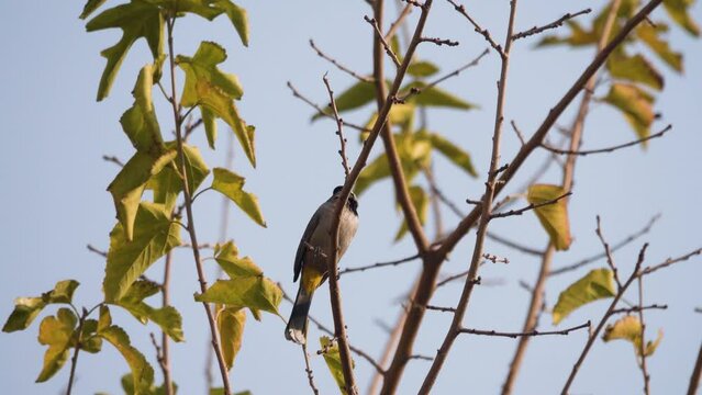 Wintering White-cheeked bulbul (Pycnonotus leucotis mesopotamia) in Iran