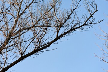 branches against blue sky