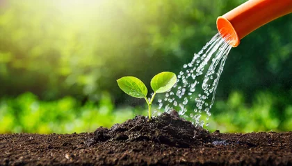 Poster Watering young plant in soil with watering can on green nature background © Mariusz Blach