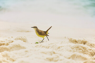 Cattle Tyrant bird on the beach