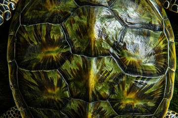 Macro reptile scale armor texture