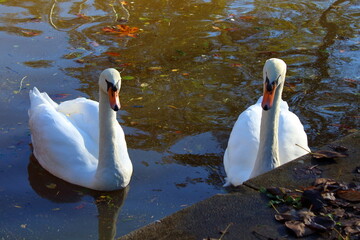 Swans in a river