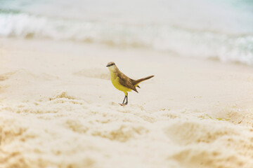 Cattle Tyrant bird on the beach