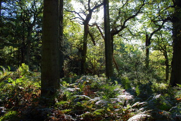 Fototapeta na wymiar Forest and trees in Surrey, England 