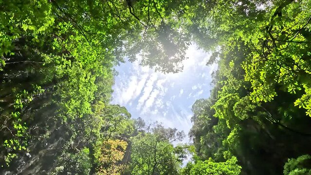 View of forest canopy revealing romantic love heart made by the trees vegetation leaves and branches symbol for for example Valentine's Day also showing bright blue sky in background 4k quality