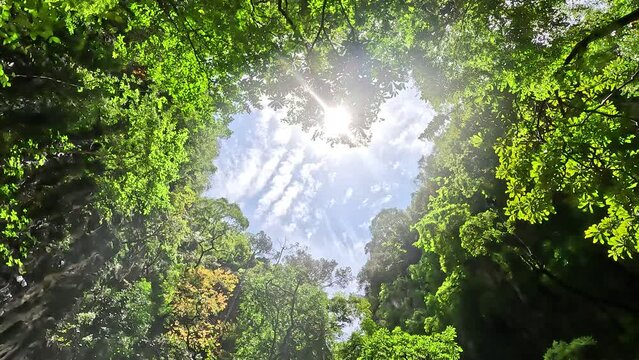 Down top view of forest canopy revealing romantic love heart made by the trees vegetation leaves and branches symbol for for example Valentine's Day also showing bright blue sky in background 4k