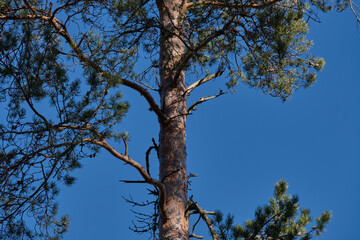 Obraz premium Pine tree against a clear blue sky in Bredebolet in Skaraborg in Vaestra Goetaland in Sweden in spring