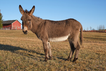A brown donkey eats in the pasture in Skaraborg in Vaestra Goetaland in Sweden