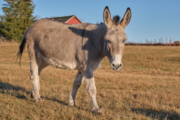 A gray donkey eats in the pasture in Skaraborg in Vaestra Goetaland in Sweden