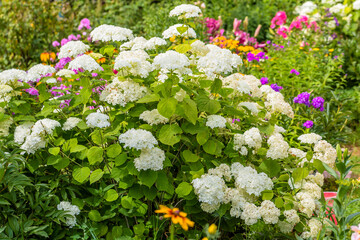 Hydrangea, Annabelle Smooth Hydrangea. Hydrangea arborescens 'Annabelle'