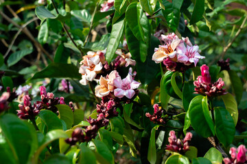 The climbing oleander flower is in full bloom. Pink flowers, Climbing Oleander, Cream Fruit, Poison Arrow Vine, Spider-Tresses, Strophanthus gratus, with water droplets, on green leaves background.