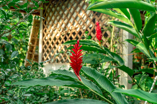 Alpine purpurata, Red ginger in the garden. Ostrich Plume. A beautiful tropical red ginger flower.