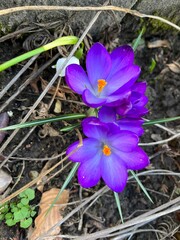 purple crocus flowers