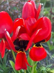red tulips in the garden
