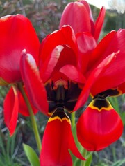 red tulips in the garden