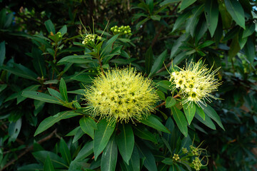 Xanthostemon chrysanthus or golden penda. Flowers with a striking yellow color. Golden Penda, Expo Gold. Yellow flower have many leaves .