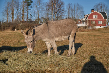 A gray donkey eats in the pasture in Skaraborg in Vaestra Goetaland in Sweden