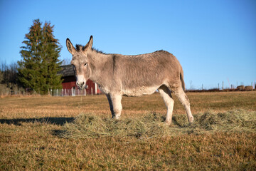 Naklejka na ściany i meble A gray donkey eats in the pasture in Skaraborg in Vaestra Goetaland in Sweden