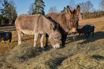 A gray donkey and a brown donkey eat in a pasture in Skaraborg in Vaestra Goetaland in Sweden
