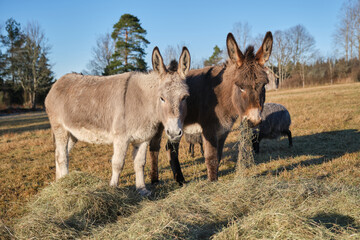 A gray donkey and a brown donkey eat in a pasture in Skaraborg in Vaestra Goetaland in Sweden