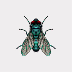 Green fly artwork vector illustration