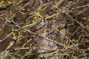 A female Chaffinch ( Fringilla coelebs) sitting camouflaged in a tree.