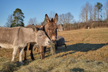A gray donkey and a brown donkey eat in a pasture in Skaraborg in Vaestra Goetaland in Sweden