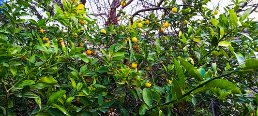 Fortunella japonica, commonly known as kumquat, is a captivating citrus variety celebrated for its...