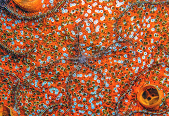 Brittle stars on coral reef feeding