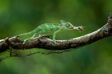 The Veiled Chameleon is catching its prey with its tongue in the rainforest of Java, Indonesia.
