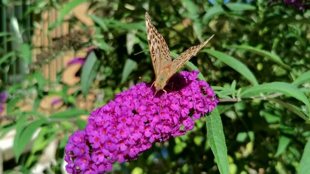 Argynnis pandora butterfly perched on pink purple Buddleja davidii flower