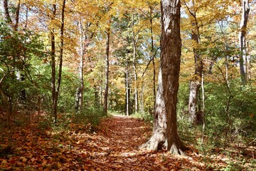 The long trail in the autumn forest on a sunny day.