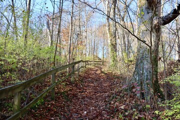 The hiking trail up the slope in the forest.