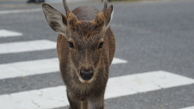 Venado