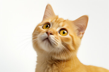 Yellow Cat close-up portrait on a white background.
