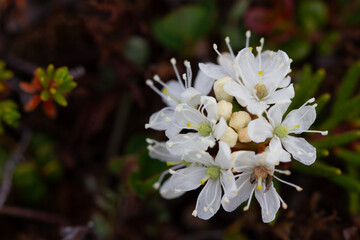 Close-up of bog Labrador tea flower or Rhododendron groenlandicum, found in Canada's arctic tundra,...